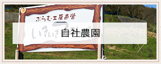 自社農園